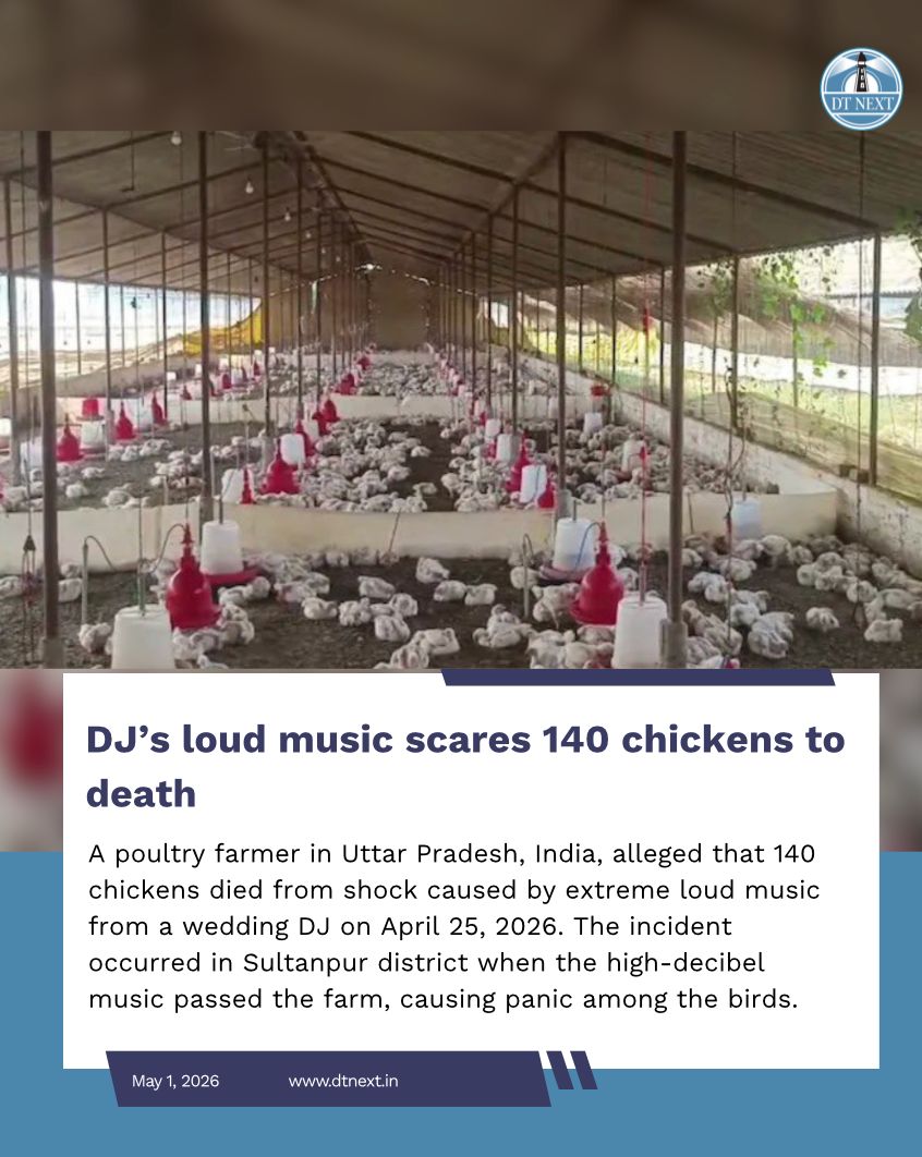 dt_next's tweet image. A poultry farmer in Uttar Pradesh, India, alleged that 140 #chickens died from shock caused by extreme loud music from a wedding #DJ on April 25, 2026. The incident occurred in Sultanpur district when the high-decibel music passed the farm, causing panic among the birds.

#DTNext