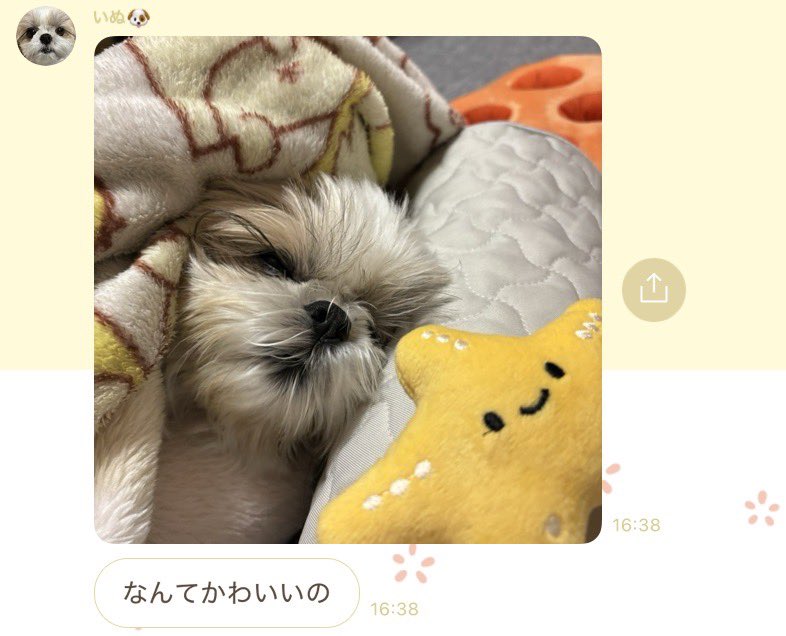 実家のいぬ tweet media