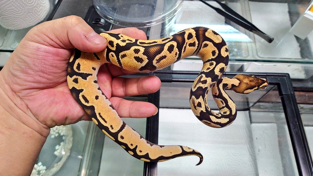 ボールパイソン
ブラックヘッドファントム
JPCB ♂🐍
ODファイアHetアザン（tsk）
JPCB ♀🐍
#ボールパイソン
#モンスターズモンスター