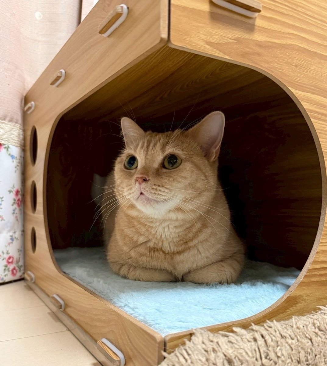 HARU tweet media