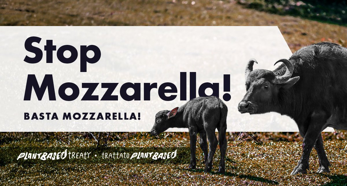 Napoli Animal Save tweet media