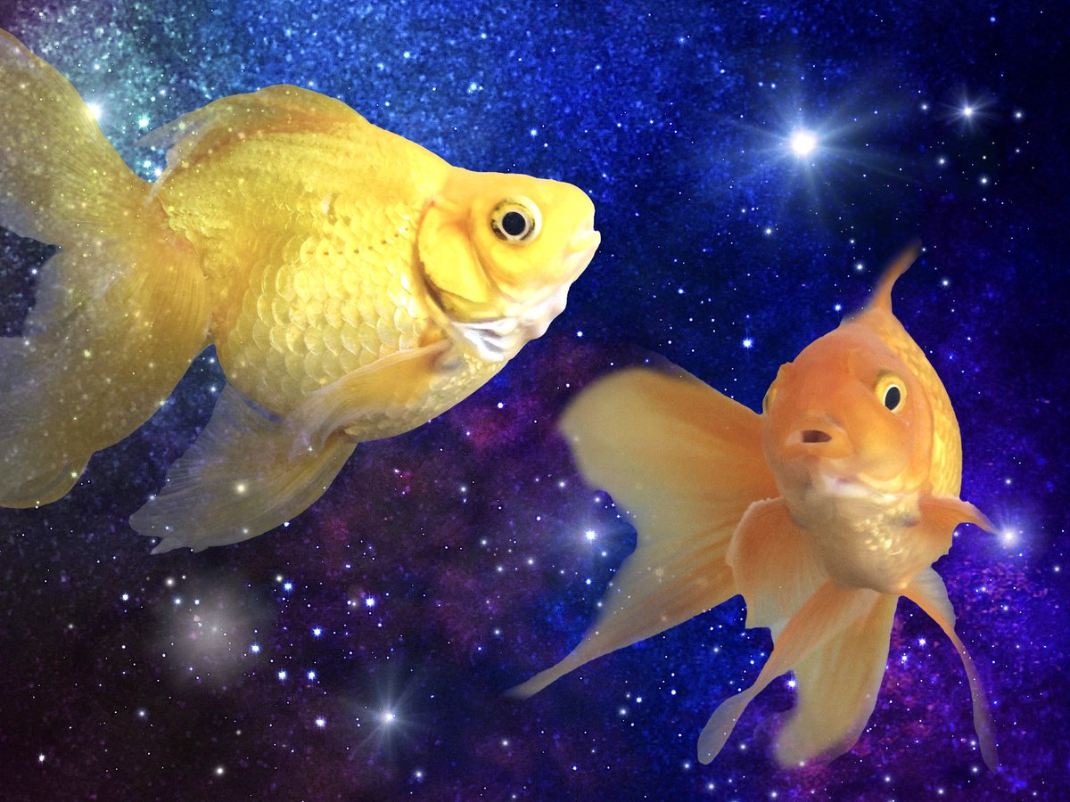 全然お魚の面倒みてあげられない……！
水換えしたいよお。明日にはお掃除できるかな、星に願うよϵ( 'Θ' )϶
#金魚