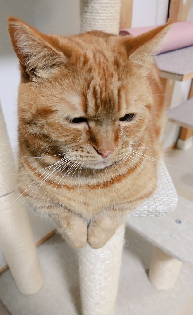 こむぎっちょ tweet media