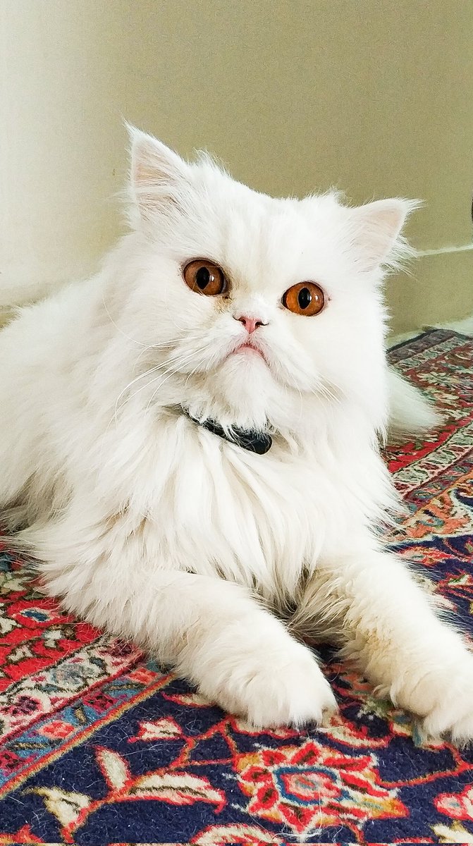 حوریای ولی tweet media