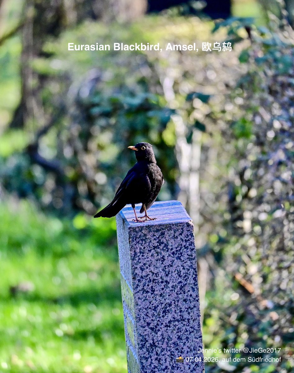 🐿️ 🇨🇭🇦🇹 🦋 Jennie 🐸 🇱🇮 🇩🇪 🦢 tweet media