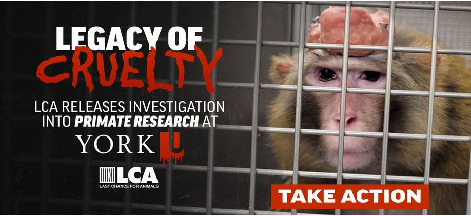 Action for Primates tweet media
