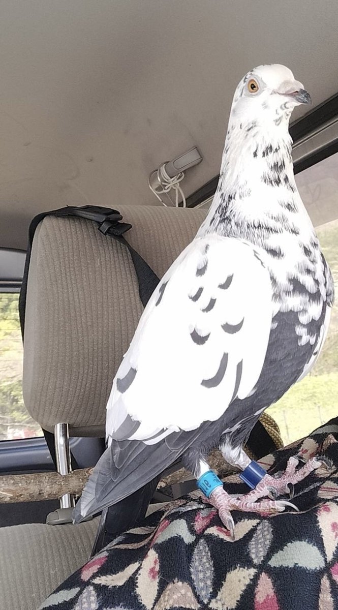 maigo_hatototto's tweet photo. 迷子の白い鳩をさがしています

白と黒のまだら模様
左右に青と水色の足環

かけがえのない大事な家族なんです

今もあの日の事を悔やみます
時間を戻したいと何度も何度も思いました

トットに会いたい

写真に似た鳩を見かけた方はいらっしゃいませんか？
皆さまの情報提供をお願いいたします https://t.co/clzF8cVzso