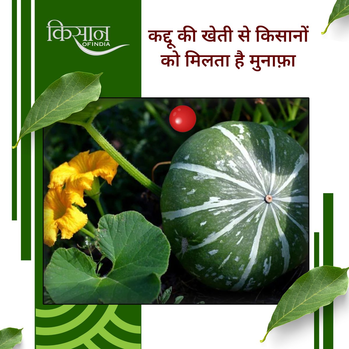 KisanofIndia's tweet image. कद्दू की खेती कम जोखिम और बढ़ती बाज़ार मांग के कारण किसानों के लिए लाभकारी विकल्प है, खासकर जैविक तरीके से उत्पादन करने पर बेहतर कीमत मिलती है।

#kisanofindia #pumpkinfarming #organicfarming #vegetablefarming #agricultureindia #indianagriculture #farmlifeindia #farmingtips