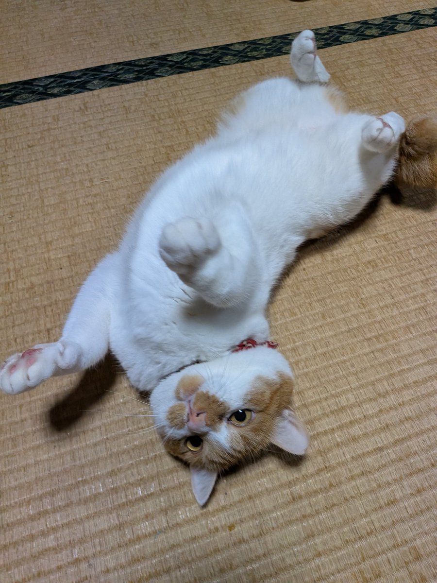 ฅ•ω•ฅ
