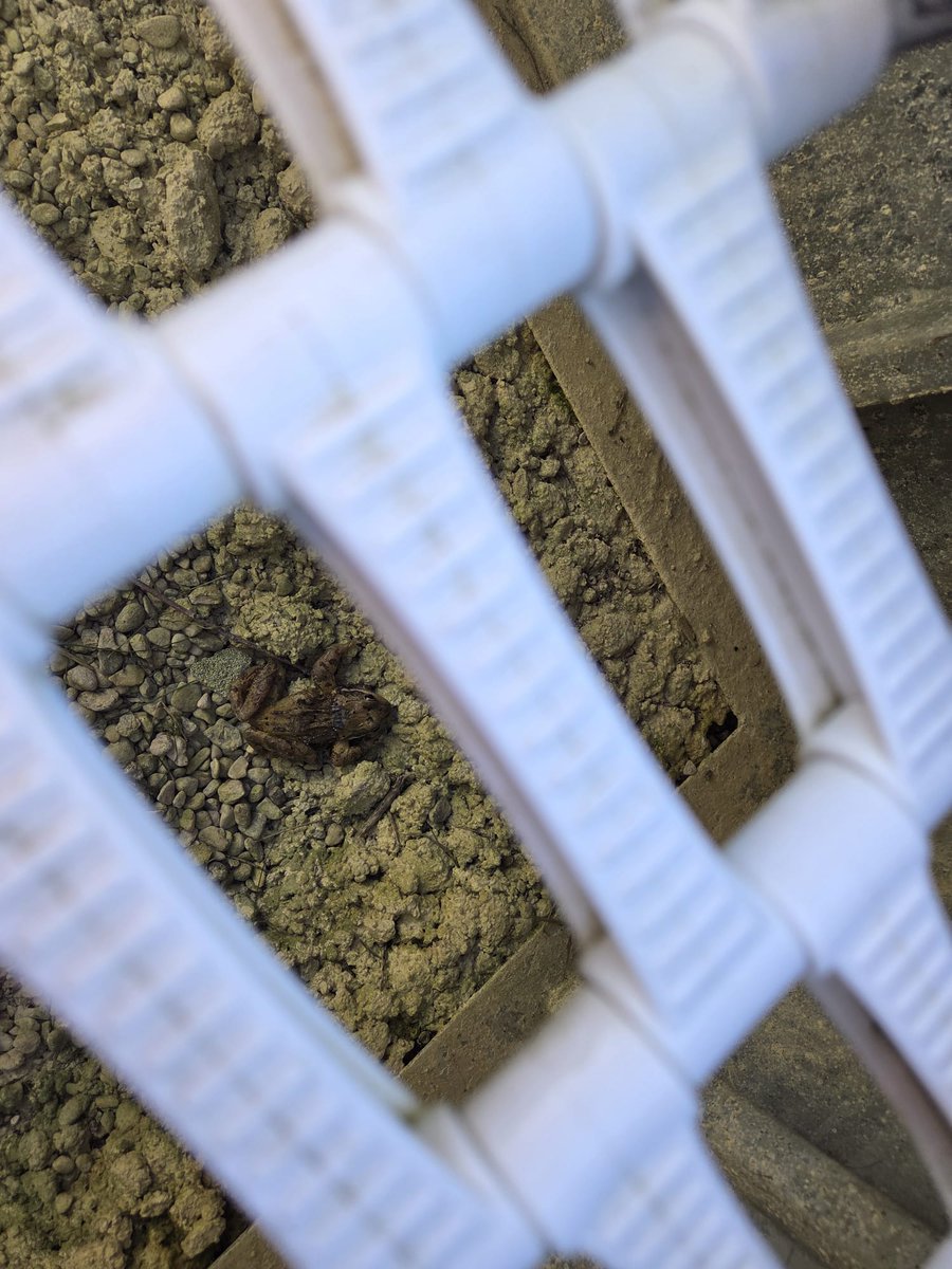 Vale Wildlife Hospital tweet media