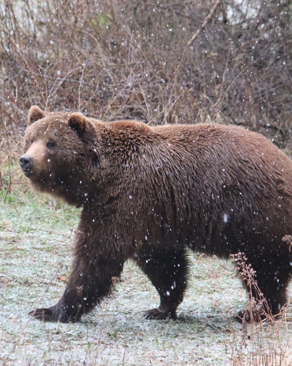 BEAR SANCTUARY Belitsa tweet media
