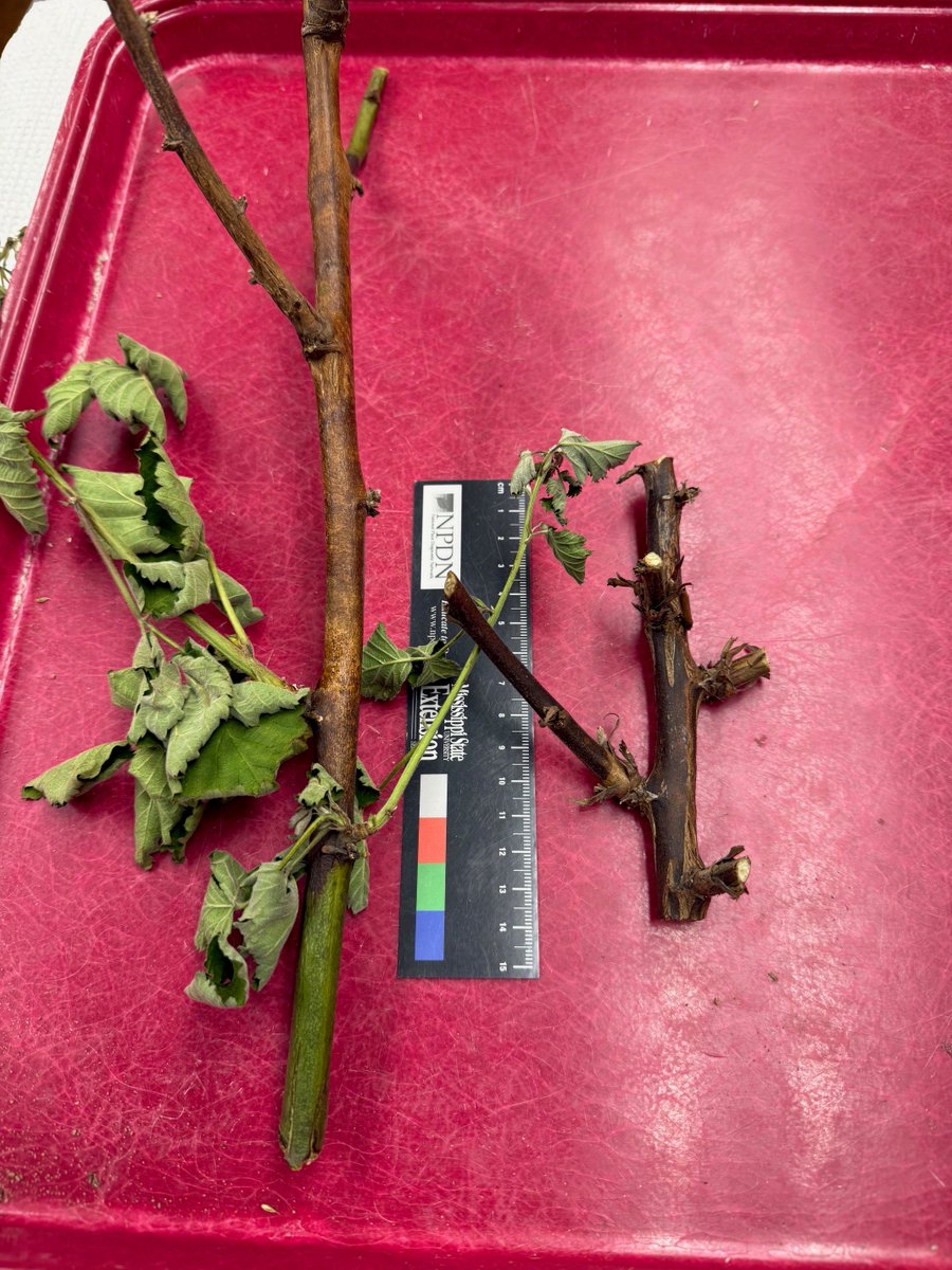 MSUextPlantLab's tweet image. Botryosphaeria cane canker is a devasting disease on thornless #blackberry, reducing fruit yields and killing canes. The orange to reddish-brown canker contains black, pimple-like fruiting structures of the fungus. Thorny blackberries are not seriously affected. #MSUext