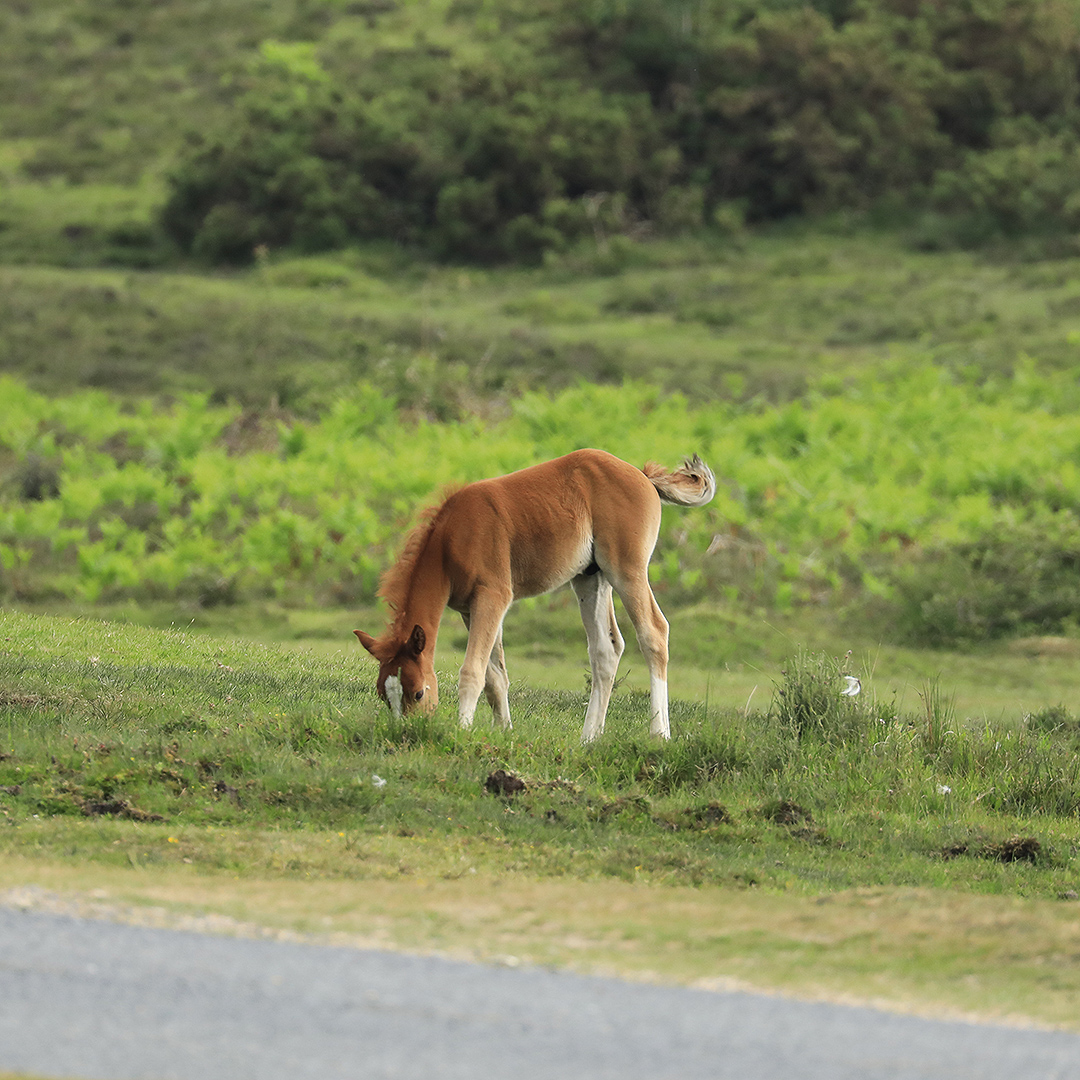 The New Forest - Forestry England tweet media