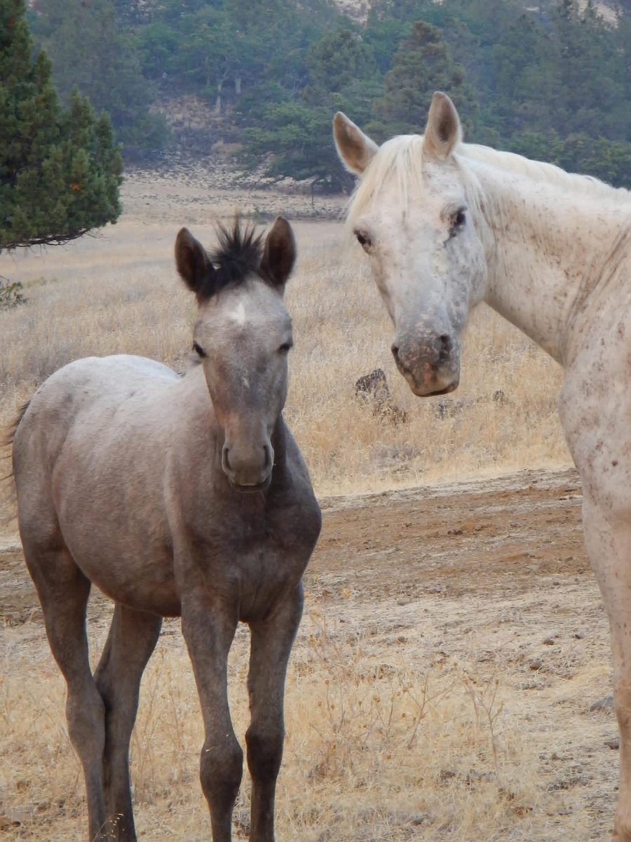 azritnede's tweet photo. https://t.co/LTklSww2w7 WHAT EVERY WILD HORSE AND BURRO ADVOCATE NEEDS TO KNOW ABOUT FREUNDS COMPLETE ADJUVANT (FCA, mFCA, Adjuvac) —FOUND WITHIN THE EPA REGISTERED PESTICIDES ZONASTAT-H/PZP AND GONACON-EQUINE FORMULAS. Why is the federal gov okay with giving our wildlife a disease that mimics TB? #savewildhorses #Congress #TruthPrevails