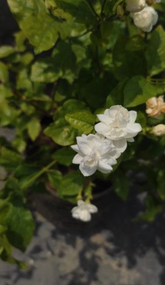 AmantRamgharia's tweet image. #PicOfTheDay