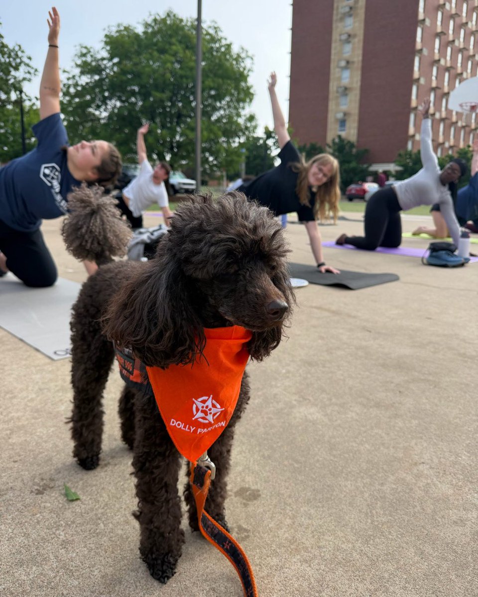 Pets4Pete's tweet image. PAWS and relax with P3 🐾💛

#okstate #pettherapy