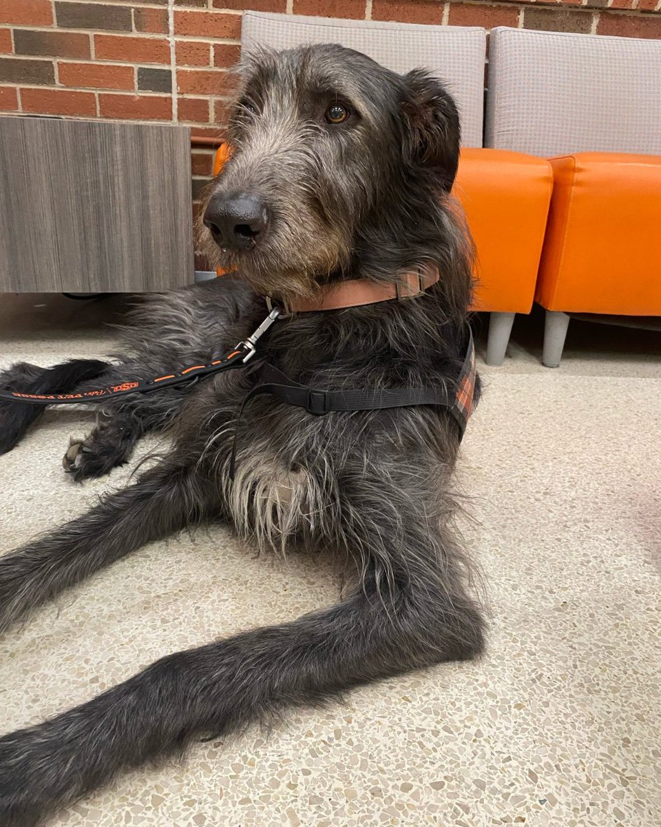 Pets4Pete's tweet image. PAWS and relax with P3 🐾💛

#okstate #pettherapy