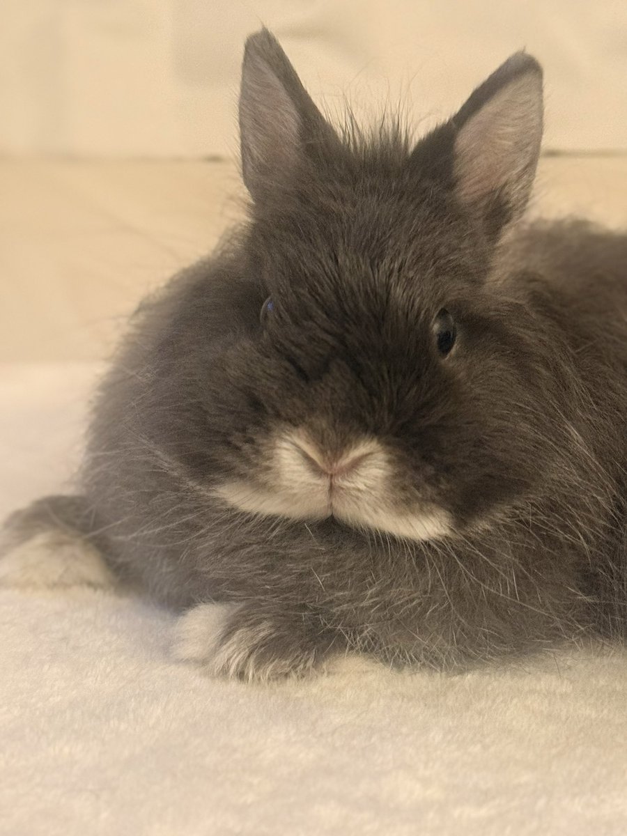 低糖🐰🥥 tweet media