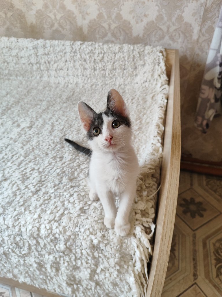 ликорис tweet media
