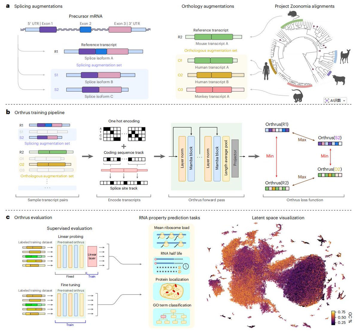 Tech_Bioinfo's tweet photo. **Orthrus isn't just another genomic AI—it's the first RNA foundation model that actually "understands" biology by learning from evolution itself.** 🧬

The problem: existing genomic models borrow training tricks from NLP (like predicting masked words), but most DNA is non-functional noise. This makes them data-hungry and inefficient for predicting mRNA properties like half-life, translation efficiency, or localization.

**The breakthrough:** The authors trained Orthrus using biologically-inspired contrastive learning—it learns by maximizing similarity between *related* transcripts: splice isoforms from 10 species + orthologous genes from 400+ mammals. This forces the model to focus on what evolution conserved: functional relevance. 🧠

Key result? Orthrus (10M params) matches or outperforms Evo2 (7B params) on 7/8 tasks—a **700× parameter efficiency gain**. Even crazier: a linear probe on Orthrus embeddings beats specialized supervised models, and fine-tuning with just **30 examples** captures 71% of full-data performance.

Could this finally make expensive experimental RNA assays partially obsolete? 🔬

#AI #MachineLearning #Genomics #RNAbiology #FoundationModels #ComputationalBiology #Bioinformatics
📄 Paper: https://t.co/k4sAWNanra