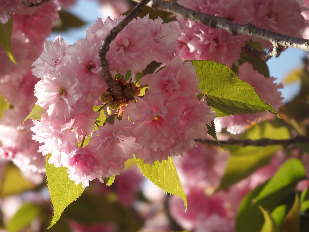 14fukinotou's tweet image. #植物
#花
#flower
#風景
#景色
#写真
#カメラ
#オリンパス
#photograph
#photography