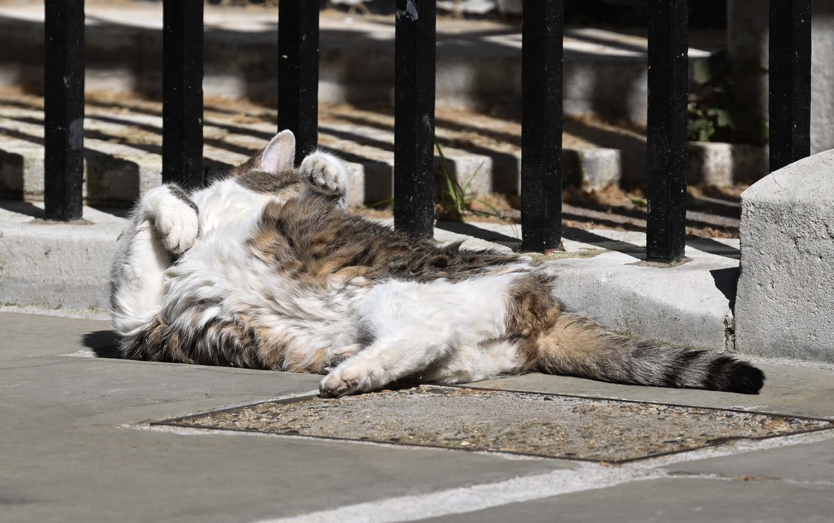 Larry the Cat tweet media