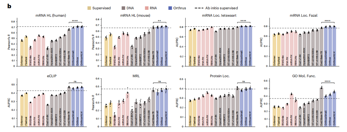 Tech_Bioinfo's tweet photo. **Orthrus isn't just another genomic AI—it's the first RNA foundation model that actually "understands" biology by learning from evolution itself.** 🧬

The problem: existing genomic models borrow training tricks from NLP (like predicting masked words), but most DNA is non-functional noise. This makes them data-hungry and inefficient for predicting mRNA properties like half-life, translation efficiency, or localization.

**The breakthrough:** The authors trained Orthrus using biologically-inspired contrastive learning—it learns by maximizing similarity between *related* transcripts: splice isoforms from 10 species + orthologous genes from 400+ mammals. This forces the model to focus on what evolution conserved: functional relevance. 🧠

Key result? Orthrus (10M params) matches or outperforms Evo2 (7B params) on 7/8 tasks—a **700× parameter efficiency gain**. Even crazier: a linear probe on Orthrus embeddings beats specialized supervised models, and fine-tuning with just **30 examples** captures 71% of full-data performance.

Could this finally make expensive experimental RNA assays partially obsolete? 🔬

#AI #MachineLearning #Genomics #RNAbiology #FoundationModels #ComputationalBiology #Bioinformatics
📄 Paper: https://t.co/k4sAWNanra