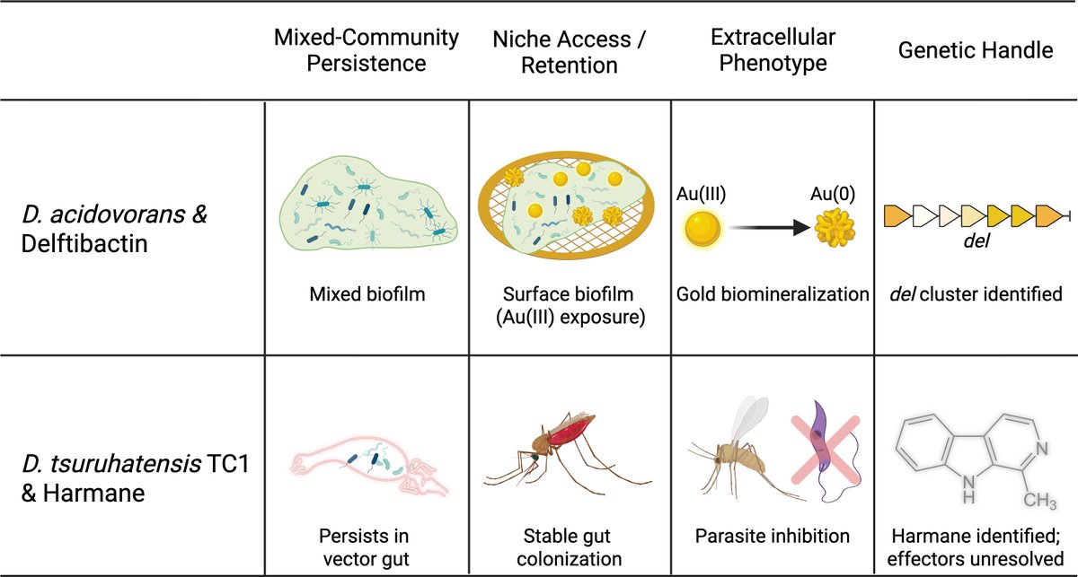 AppEnvMicro's tweet image. New #AppEnvMicro minireview and #EditorsPick: "Delftia as a small-molecule chassis: lessons from delftibactin and harmane" 
Read: doi.org/10.1128/aem.00…
@NCState #biocontrol #bioremediation