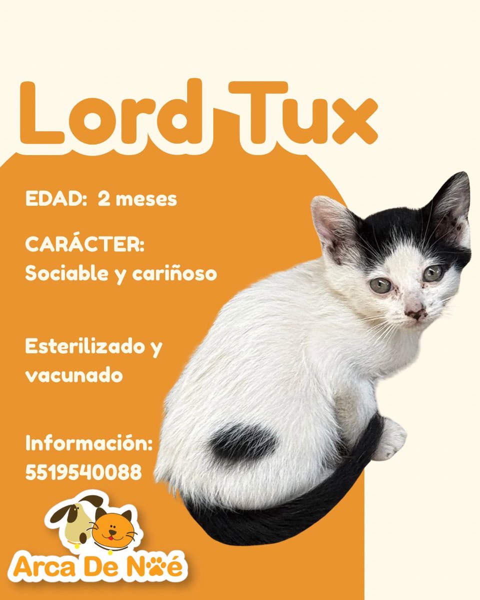 Entre perros y gatos tweet media