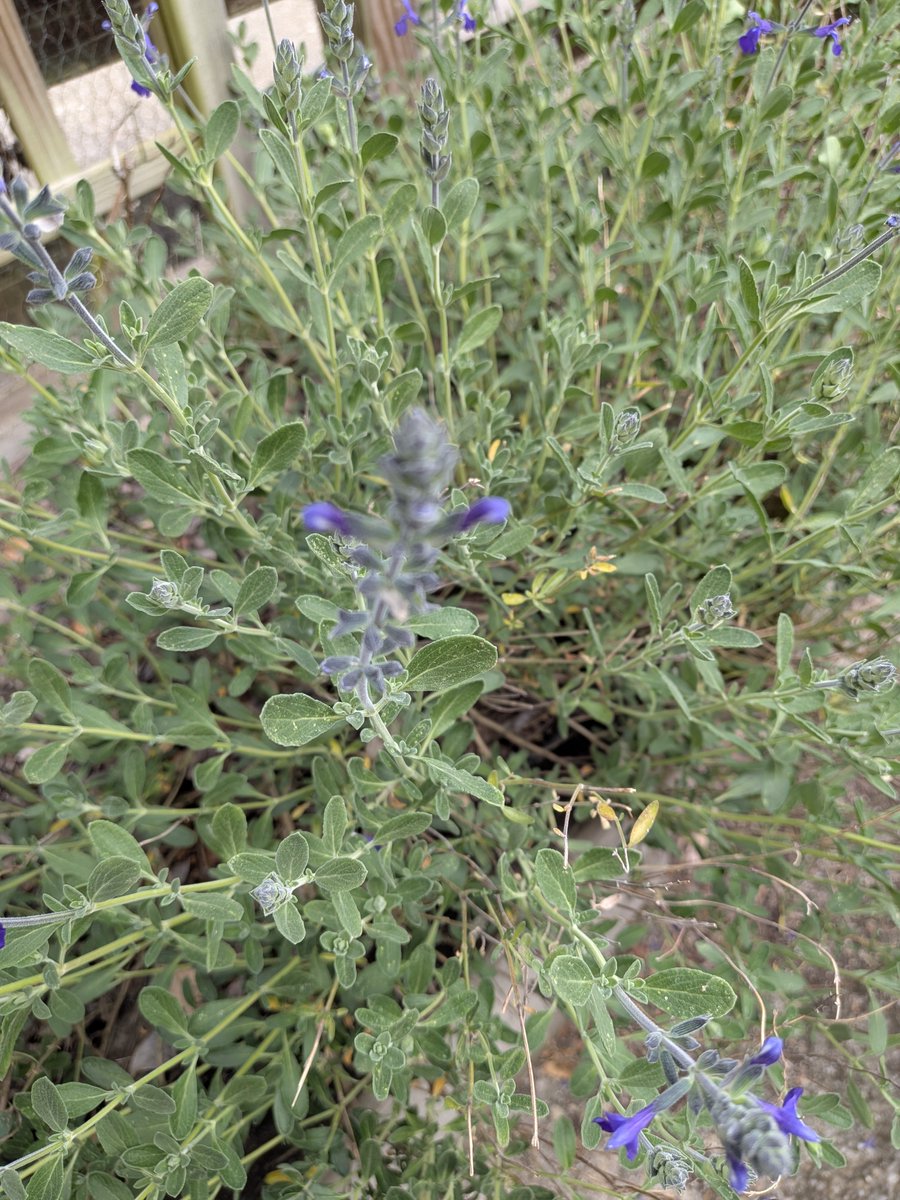 Scorpionnella7's tweet image. 💟🪻 Sauge dont je n'ai pas gardé l'étiquette... Merci Grok pour toutes les informations d'identification et les nombreuses recettes...tisanes, chips... même avec d'autres aromatiques basilic romarin ⬇️  😋😊

grok.com/share/bGVnYWN5…

#garden #lovenature #sauge