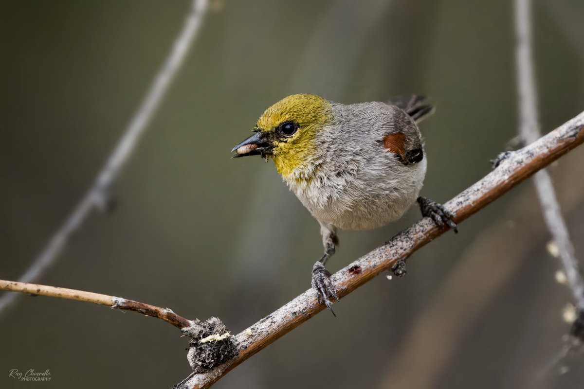 raychiarello's tweet image. Verdin seen yesterday at El Paso's Keystone Heritage Park.
#Birds #MyBirdPic #Birding #BirdTwitter #ElPaso #Texas
