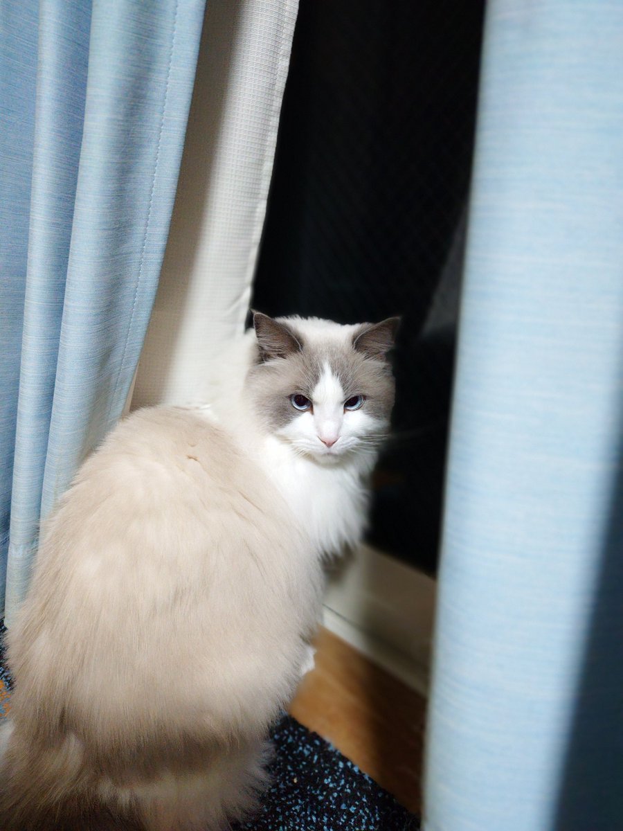 お団子猫 tweet media