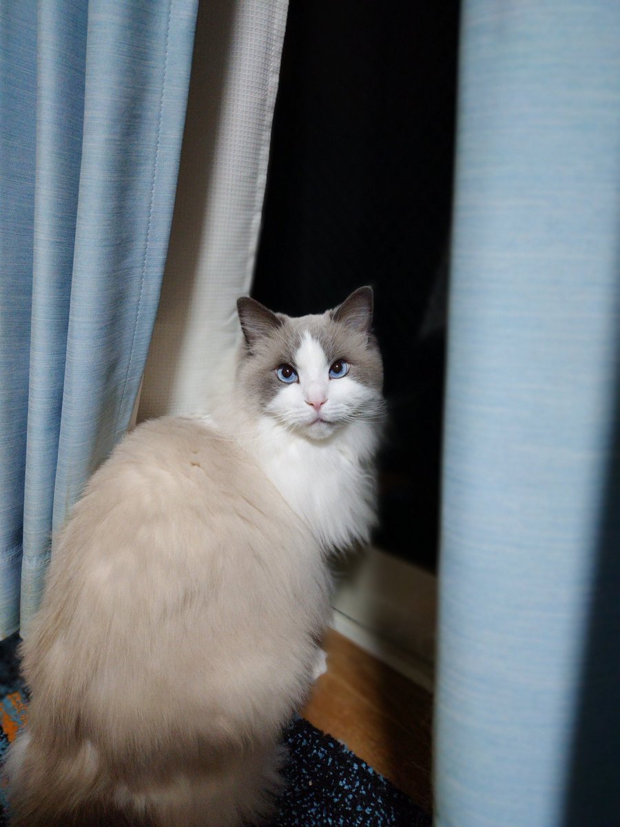 お団子猫 tweet media