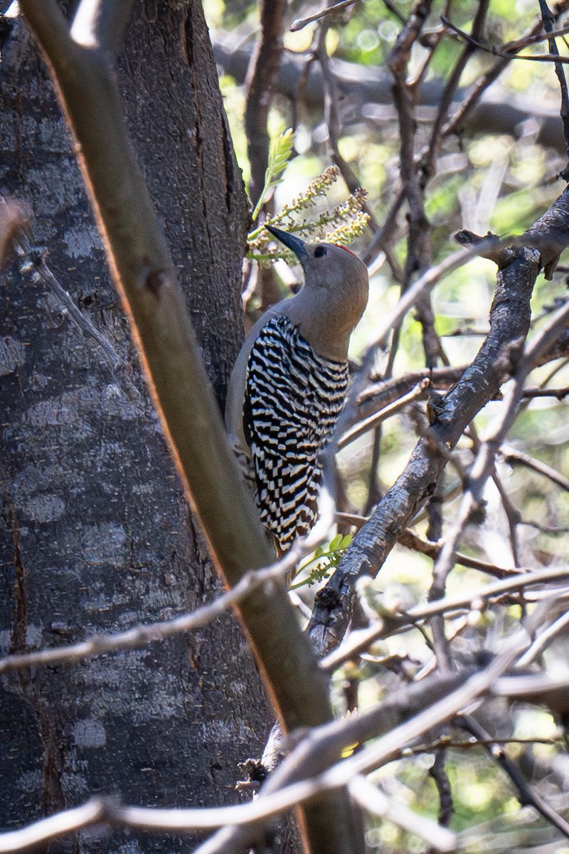TeamKEight's tweet image. #Arizona #GilaWoodpecker