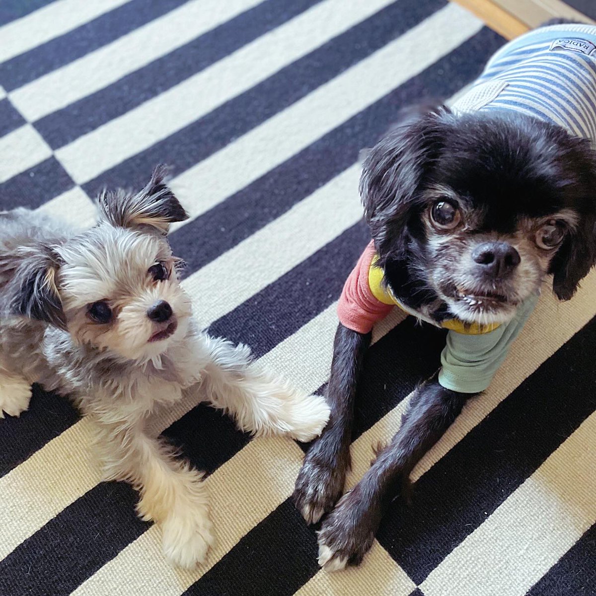 indigoxpu's tweet photo. 久しぶりの犬！チビっこふえました😊 https://t.co/dAve9QO3j4