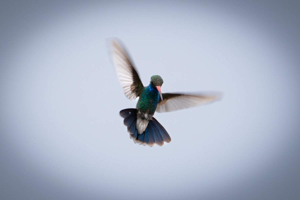 TeamKEight's tweet image. #Arizona #hummingbird
