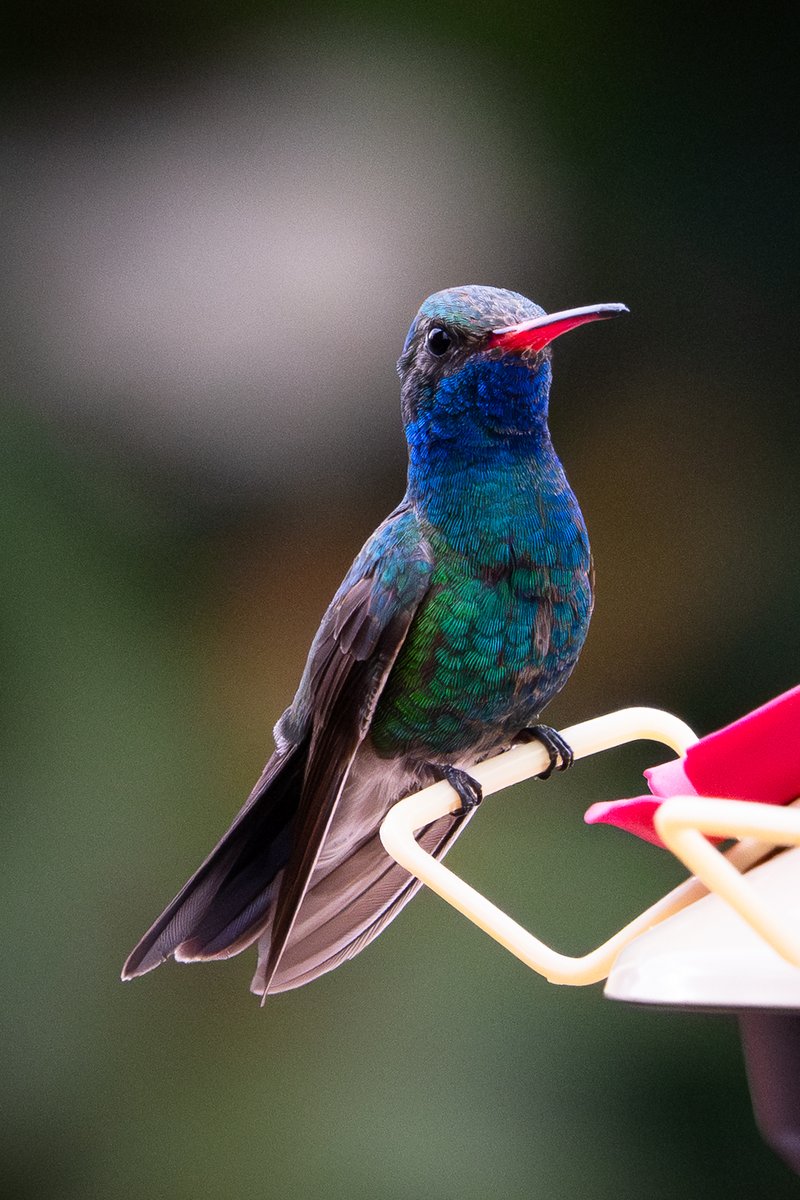 TeamKEight's tweet image. #Arizona #hummingbird