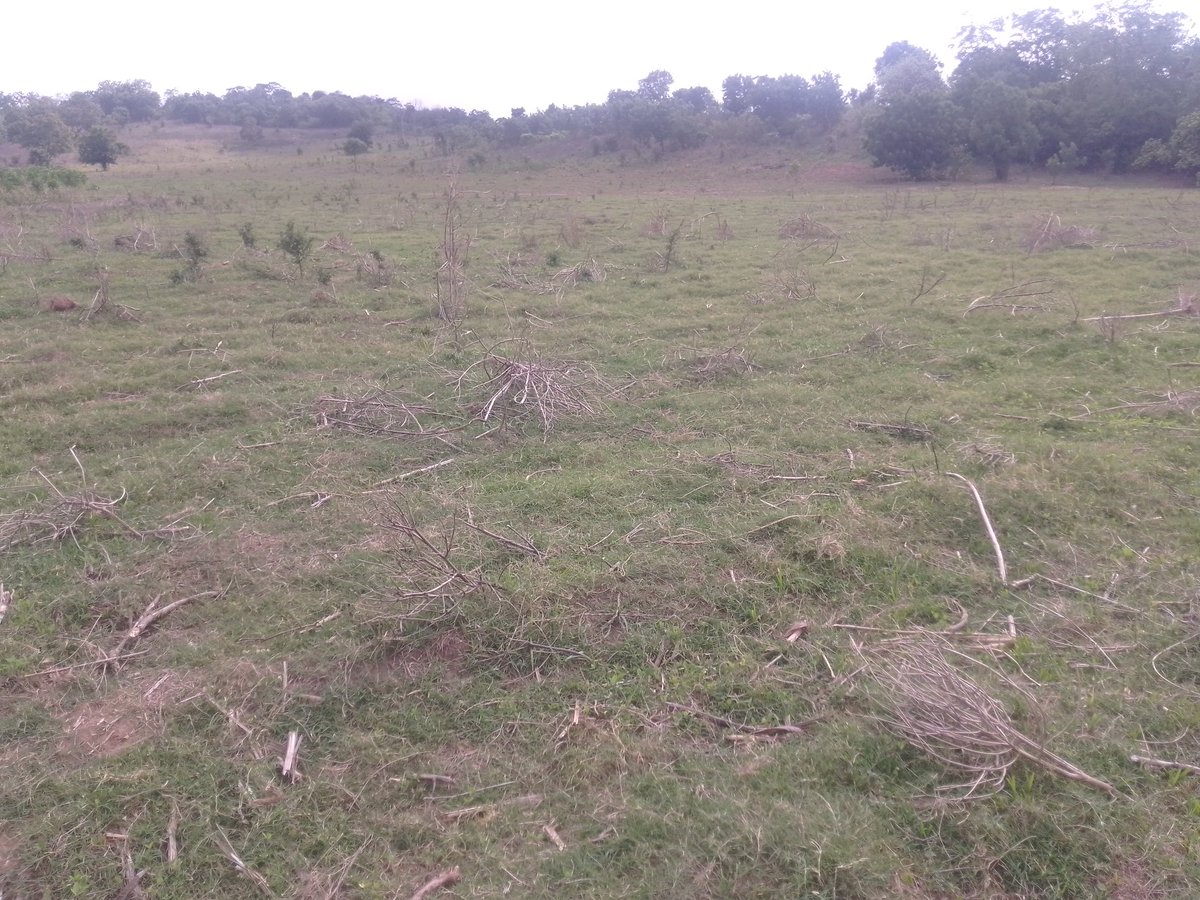 Semperfi_03's tweet photo. May Nigeria not happen to us.

I planted cassava in late 2024. By 2025 harvest, the market had collapsed so badly I decided to leave it in the ground. I thought, “Let me wait till this year. Prices must get better.” That’s the first tax Nigerian farmers pay: hope. https://t.co/kYF2PjBP9C