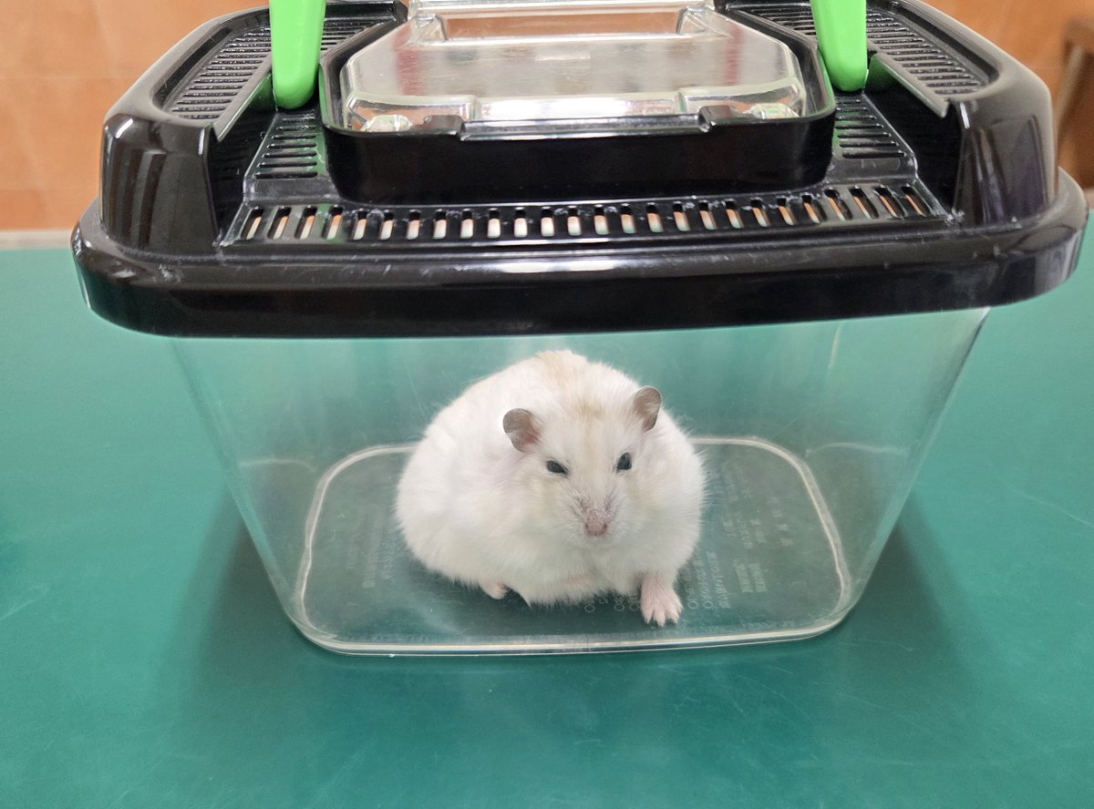 marble1104m's tweet photo. 病院でのちゃすけ🐹 https://t.co/nYLVWZFFwS