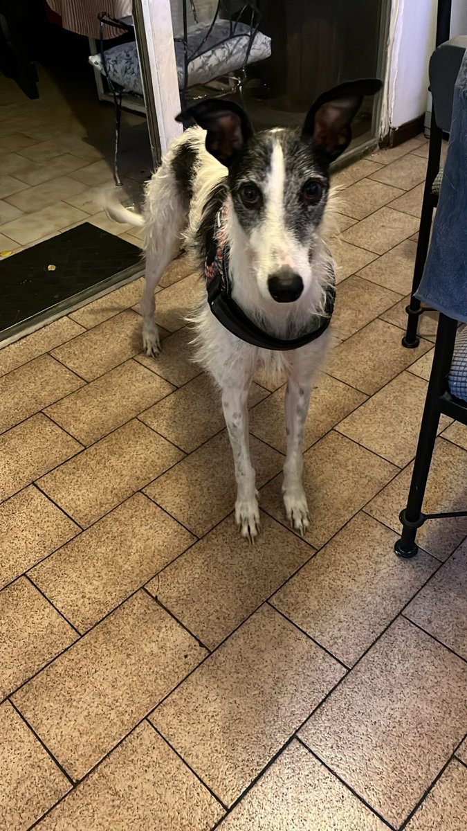 JavieraKaboom's tweet photo. 🐾Galgo encontrado en la comuna de Ñuñoa, en Av. Los Leones con Hernán Cortez, ayer jueves 30 de abril. 
Tiene arnés, no tiene chip, se ve bien cuidado, es muy cariñoso, tranquilo y dócil. 
Buscamos a sus dueños u hogar definitivo
Contactar por WhatsApp al +56951217405

RT 🙏 https://t.co/MA249OvFwd