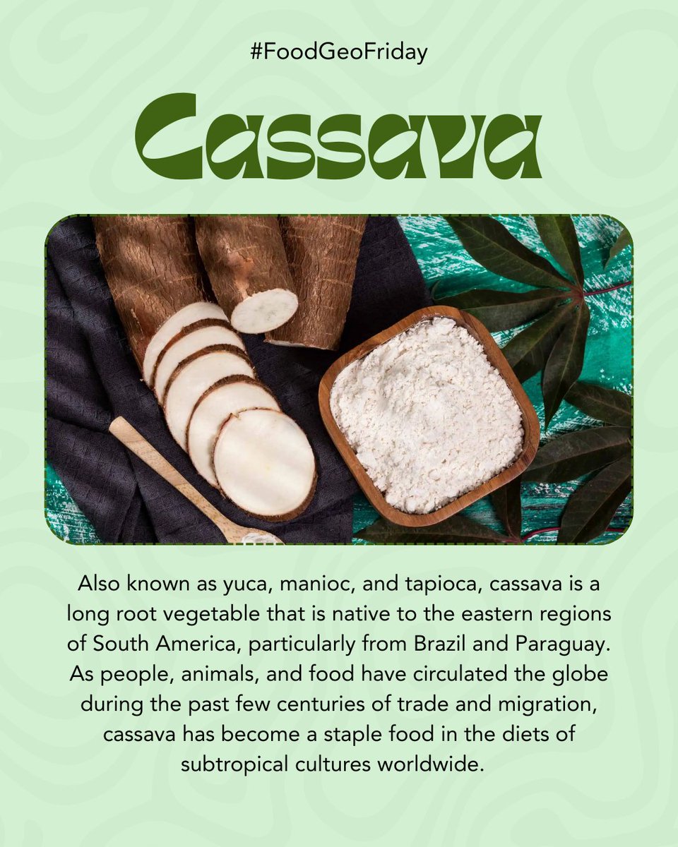 AmericanGeo's tweet image. #foodgeofriday: Tracing the origins and global journey of cassava, a tuberous root vegetable from the Caribbean.

#cassava #fufu #foodie