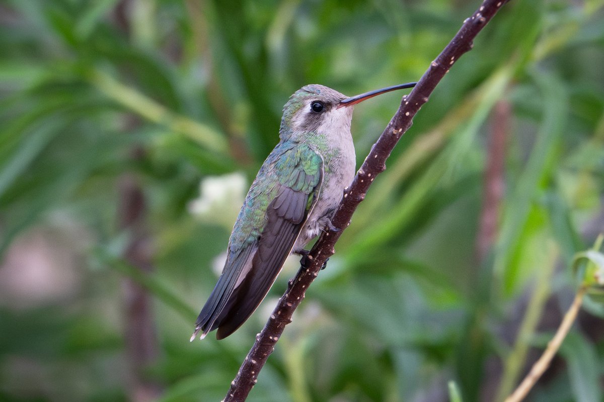 TeamKEight's tweet image. #Arizona #hummingbird
