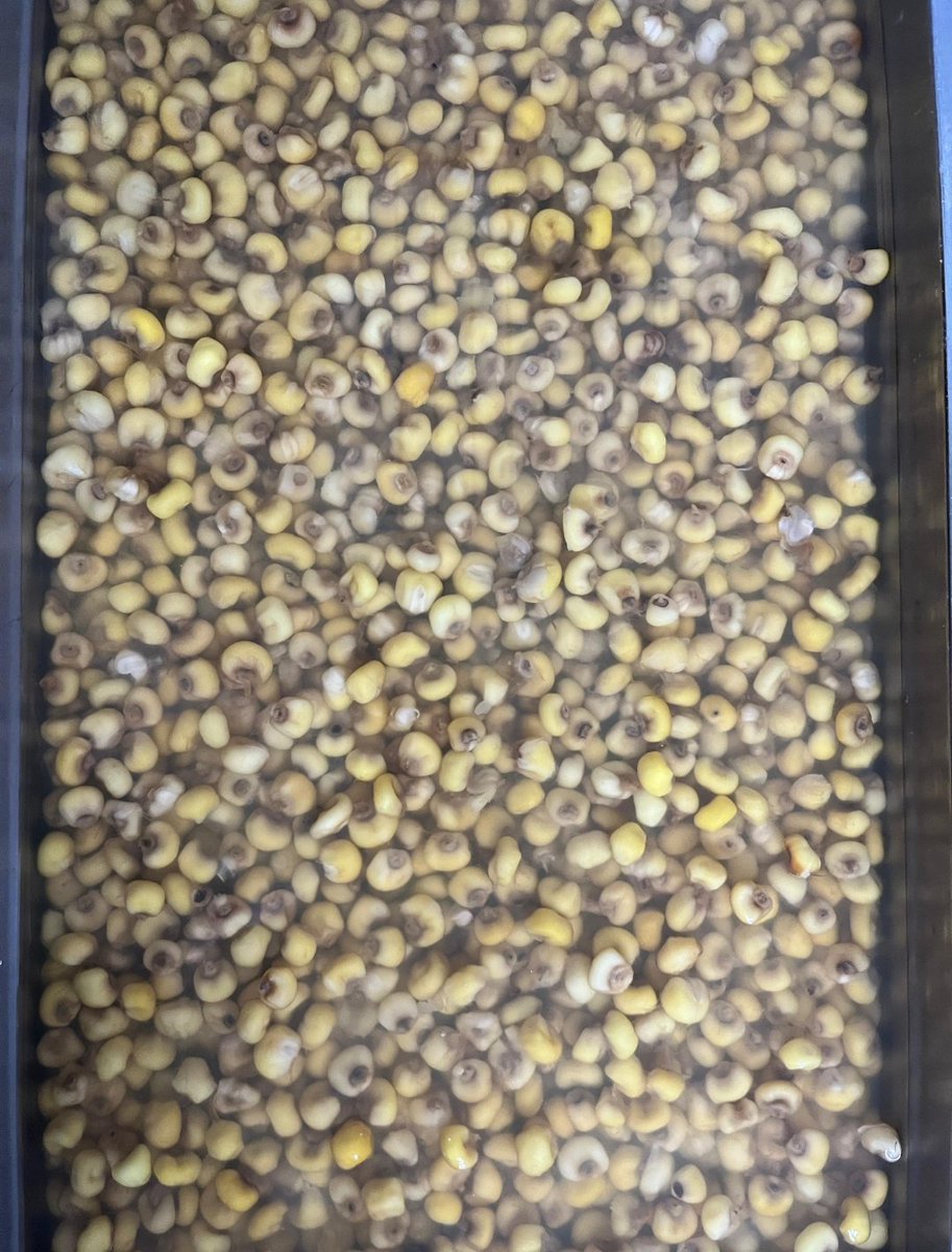 linamapola's tweet photo. De hecho es maíz pelado y no maíz trillado el que usamos en Santander. El maíz es cocinado con ceniza de leña, la cual crea un ambiente alcalino que hace fácil retirar el pericarpo del grano (la capa más externa). Por eso se llama maíz pelado, xq se pela con la ceniza https://t.co/vYYOu1wqAC