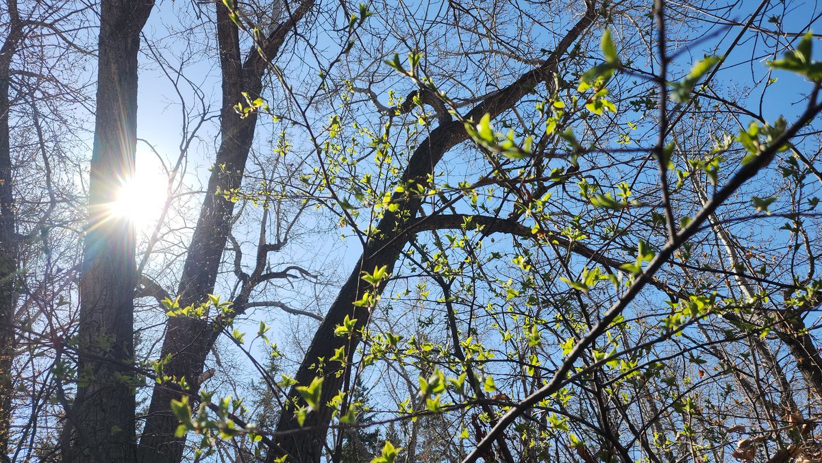 BadWeatherKyle's tweet image. Leaf-out is imminent in Calgary! 

A week from now, following the warmth, there should be a nice green tinge throughout the city's wooded areas. #yyc