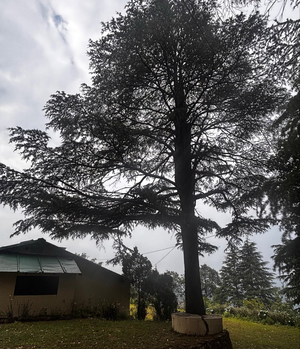 pargaien's tweet image. Majestic and ever-green, this deodar rises like a noble sentinel of the hills.  

#tree #green #friday