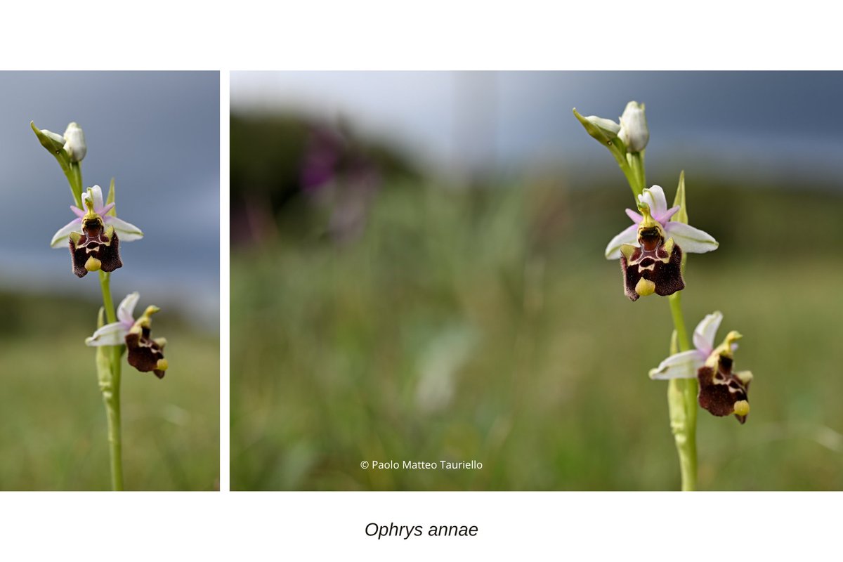 SplTauriello's tweet photo. Ophrys annae - Ophrys incubacea,.
April 2026, Central #Sardinia.   
#NikonZ30 + #Nikkor Z MC 50mm f/2.8with a bit of #Godox MF12 #macro flash.   
#iNaturalist #nikon #Ophrys #Orchidaceae https://t.co/PE1UIprT21