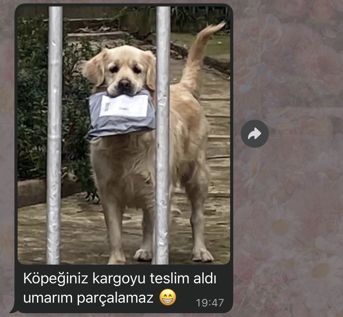 Şüheda tweet media