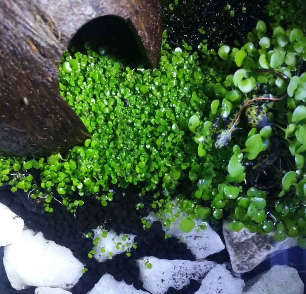 CHWCF5013c's tweet image. We're building a home for #Colorado #conservation! 🏔️ #CHWCF is #crowdsourcing a permanent HQ for #wildflower &amp;amp; amphibian #restoration. 🌸🐸
​Goal: $2,500 for deposit. 100% #TaxDeductible
​Donate: Gofund.me/97354c1f2
Web: Chwcf.life
​#Wildlife #NonProfit #501c3
