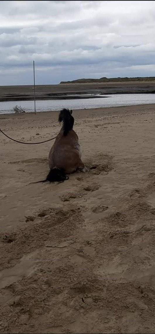 RupertBear_pup's tweet image. Oh Jasper will miss your cheeky little face run free sweetheart over the 🌈 Blue will be waiting #rupertbear #horses #heartbroken #dogs #rip #runfree #loss