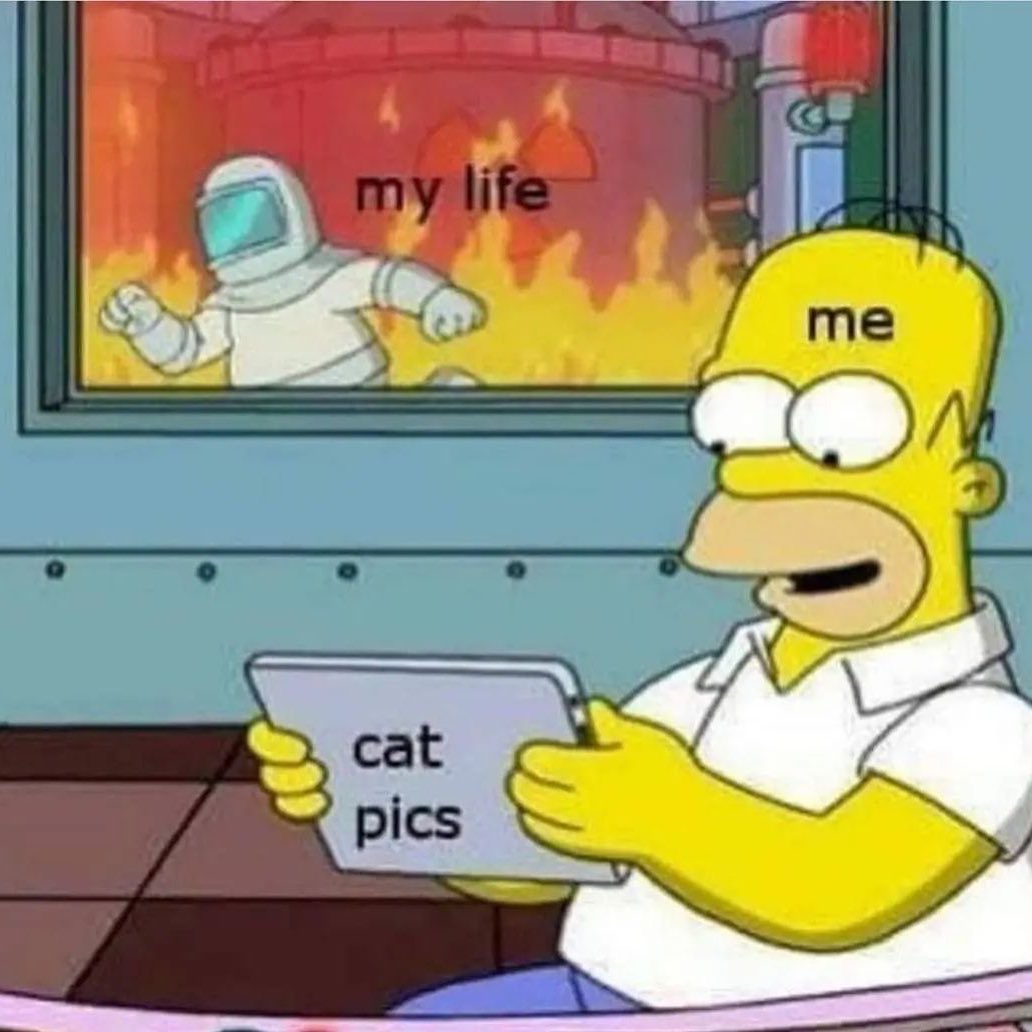 Punch Cat tweet media